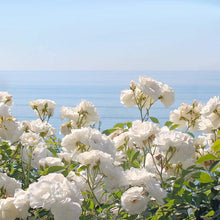 Load image into Gallery viewer, Flowers in the Spring Candle Scents